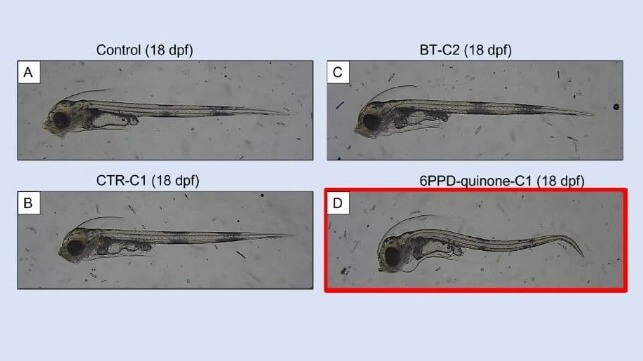 Images of recently hatched cod larvae showing vertebral deformities after exposure to chemicals that have leached from plastic. Photo: SINTEF