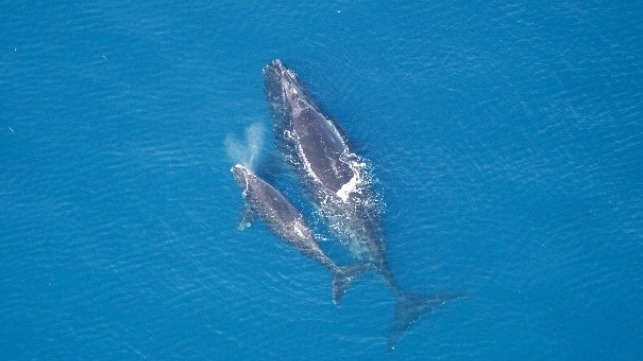 A female North Atlantic right whale with a calf. Fewer than 70 breeding females remain, and their numbers are in decline (NOAA)