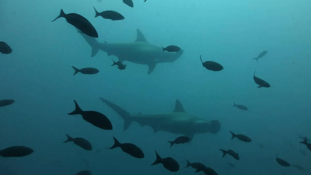 Hammerhead sharks in the Galapagos 